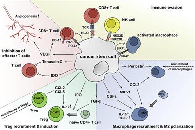 Frontiers | Bidirectional Crosstalk Between Cancer Stem Cells And ...